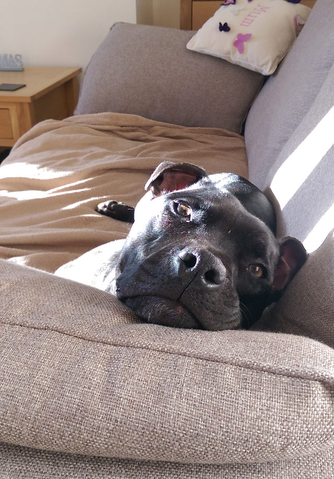 Dog walking & pet sitting