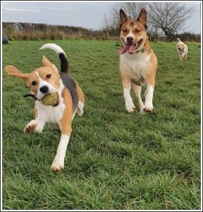 Dog Walking and Dog Play sessions in Rugby