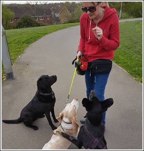 Dog Walking and Dog Play sessions in Rugby