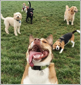 Dog Walking and Dog Play sessions in Rugby