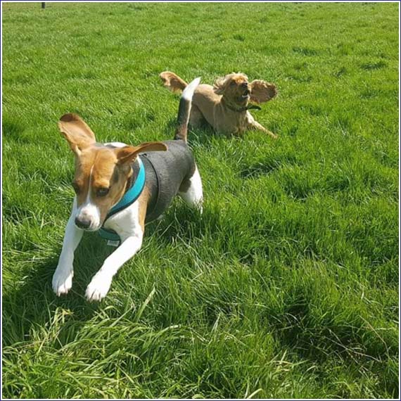 Dog Paddock Play Sessions in Rugby