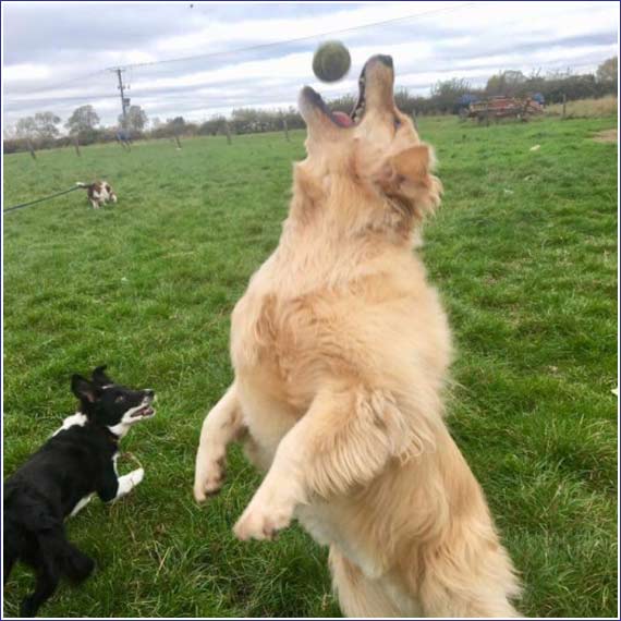 Dog Paddock Play Sessions in Rugby