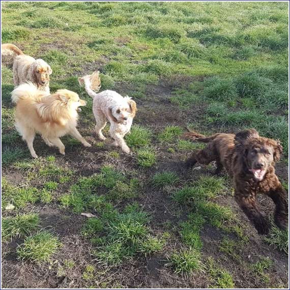 Dog Paddock Play Sessions in Rugby
