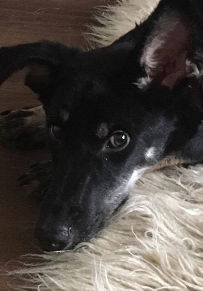 Rupert the rescue dog